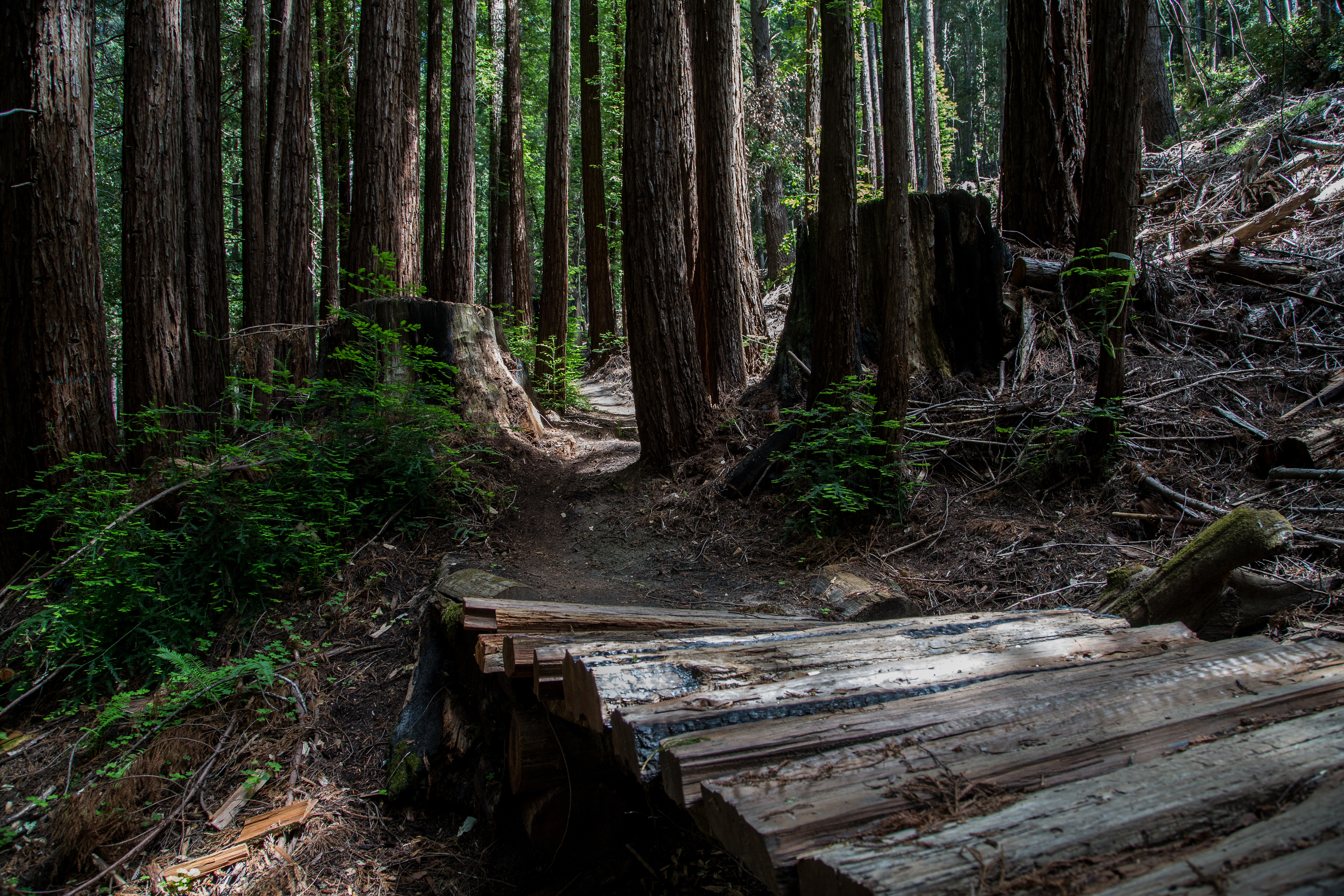 Soquel Demonstration State Forest | Santa Cruz Mountains
